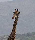 Giraffe ourside Arusha